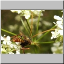 Rynchobanchus flavopictus  - Schlupfwespe m073f 15mm-fdet02.jpg